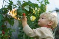 Happy little boy harvesting and eating raspberries. Royalty Free Stock Photo