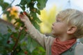 Happy little boy harvesting and eating raspberries. Royalty Free Stock Photo