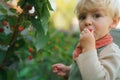 Happy little boy harvesting and eating raspberries. Royalty Free Stock Photo