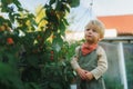 Happy little boy harvesting and eating raspberries. Royalty Free Stock Photo