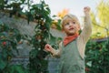 Happy little boy harvesting and eating raspberries. Royalty Free Stock Photo