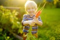 Happy little boy helps family to harvest of organic homegrown vegetables at backyard of farm. Child holding bunch of carrot and Royalty Free Stock Photo