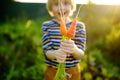 Happy little boy helps family to harvest of organic homegrown vegetables at backyard of farm. Child holding bunch of carrot and Royalty Free Stock Photo