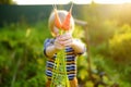 Happy little boy helps family to harvest of organic homegrown vegetables at backyard of farm. Child holding bunch of carrot and Royalty Free Stock Photo