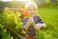 Happy little boy helps family to harvest of organic homegrown vegetables at backyard of farm. Child holding bunch of carrot and Royalty Free Stock Photo