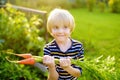 Happy little boy helps family to harvest of organic homegrown vegetables at backyard of farm. Child holding bunch of carrot and Royalty Free Stock Photo