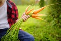 Happy little boy helps family to harvest of organic homegrown vegetables at backyard of farm. Child holding bunch of fresh carrot Royalty Free Stock Photo