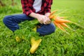 Happy little boy helps family to harvest of organic homegrown vegetables at backyard of farm. Child holding bunch of fresh carrot Royalty Free Stock Photo