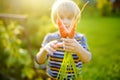 Happy little boy helps family to harvest of organic homegrown vegetables at backyard of farm. Child holding bunch of fresh carrot Royalty Free Stock Photo