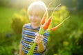 Happy little boy helps family to harvest of organic homegrown vegetables at backyard of farm. Child holding bunch of fresh carrot Royalty Free Stock Photo