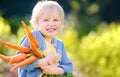 Happy little boy helps family to harvest of organic homegrown vegetables at backyard of farm. Child holding a bunch of fresh Royalty Free Stock Photo