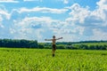 Happy little boy jumping in a green field on a background of clouds Royalty Free Stock Photo