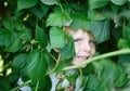 Happy little boy on organic self pick raspberry farm Royalty Free Stock Photo