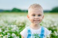 A happy little boy stands in a meadow of wild daisy flowers. A cute smiling child on a chamomile field at sunset in the soft Royalty Free Stock Photo