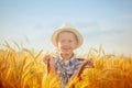 Happy little boy walking on wheat summer field. Harvest concept. Royalty Free Stock Photo