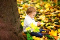 A happy little boy in a white knitted sweater plays with yellow maple leaves against the background of a golden autumn Park Royalty Free Stock Photo