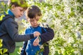 Two cute children, boy brothers, walking in a spring cherry blossom garden, holding flowers and book Royalty Free Stock Photo