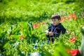 Cute Boy between of the purple tulips field