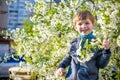 adorable kid boy portrait in blooming cherry garden, walking outdoor. child exploring flowers on bloom tree Royalty Free Stock Photo