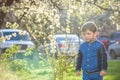 adorable kid boy portrait in blooming cherry garden, walking outdoor. child exploring flowers on bloom tree Royalty Free Stock Photo