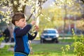 adorable kid boy portrait in blooming cherry garden, walking outdoor. child exploring flowers on bloom tree Royalty Free Stock Photo