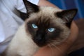 Happy little cat, a mix of ragdoll and siamese Royalty Free Stock Photo