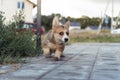 Happy little corgi dog running on paving stones outdoors on summer day. Brown fluffy cute puppy walking near house yard. Royalty Free Stock Photo