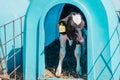 Happy little cute calf at cow farm Royalty Free Stock Photo