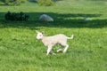 Happy little cute new born lamb jumping on spring field. Royalty Free Stock Photo