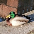 Happy little ducky by the canal in a Cardiff Royalty Free Stock Photo