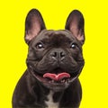 happy little french bulldog puppy sticking out tongue and panting Royalty Free Stock Photo