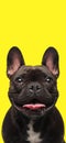 Happy little french bulldog sticking out tongue and looking up Royalty Free Stock Photo