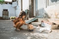 Asian playing with cat at java traditional home Royalty Free Stock Photo