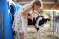 Happy little girl caresses small calf at cow farm Royalty Free Stock Photo