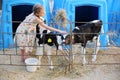 Happy little girl caresses two calves at cow farm Royalty Free Stock Photo