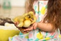 Happy little girl in a dress sits in a nest and holds cute fluffy easter ducklings on her hands Royalty Free Stock Photo