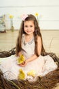 Happy little girl in a dress sits in a nest and holds cute fluffy easter ducklings on her hands Royalty Free Stock Photo