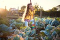 Happy little farmer girl working in a farmland field of fresh organic green cabbage. Homegrown fresh organic fruits and vegetables