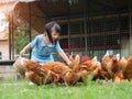 Happy little girl feeding chickens in the farm. Farming, Pet, Ha Royalty Free Stock Photo