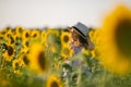 Happy little girl on the field of sunflowers in summer. beautiful little girl in sunflowers Royalty Free Stock Photo