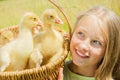 Happy little girl with goslings Royalty Free Stock Photo