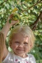 Happy little girl picking apple from tree Royalty Free Stock Photo