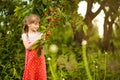 Happy little girl play near cherry tree in summer garden. Kid picking cherry on fruit farm. Child pick cherries in orchard.