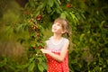 Happy little girl play near cherry tree in summer garden. Kid picking cherry on fruit farm. Child pick cherries in orchard.