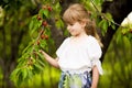 Happy little girl play near cherry tree in summer garden. Kid picking cherry on fruit farm. Child pick cherries in summer orchard.