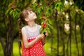 Happy little girl play near cherry tree in summer garden. Kid picking cherry on fruit farm. Child pick cherries in summer orchard. Royalty Free Stock Photo