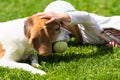 Happy little girl playing with beagle dog in garden Royalty Free Stock Photo