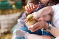 happy little girl with of small ducklings. yellow duckling in her hands, Easter, spring holiday Royalty Free Stock Photo