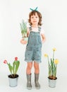 Happy Little girl stands behind yellow daffodils  and red tulips against a white background. Happy child is holding a pot of Royalty Free Stock Photo