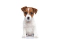 Happy little jack russell terrier dog looking away